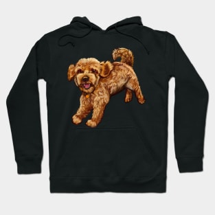 cavalier king charles spaniel poodle Cavapoo playing - Cavapoo puppy dog prancing about  - cavalier king charles spaniel poodle, puppy love Hoodie